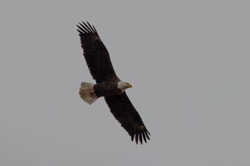 Alabama Bald Eagles