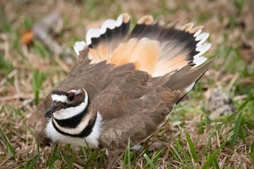 Kildeer protecting its nest

