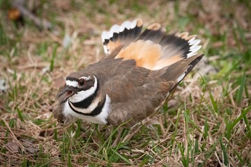 Kildeer protecting its nest
