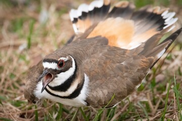 Kildeer protecting its nest
