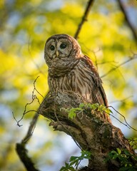 Alabama Barred Owl
