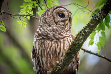 Alabama Barred Owl