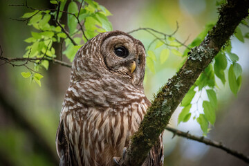 Alabama Barred Owl