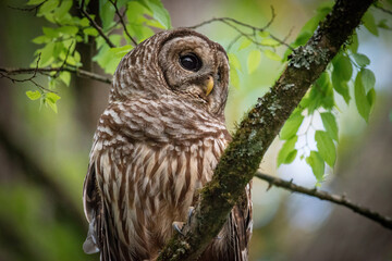 Naklejka premium Alabama Barred Owl