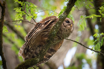 Alabama Barred Owl