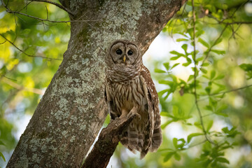 Alabama Barred Owl