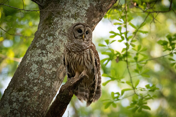 Alabama Barred Owl