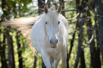 Obraz premium Horses in Tennessee