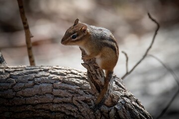Chipmunk