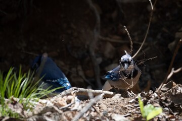 Blue Jays building nest