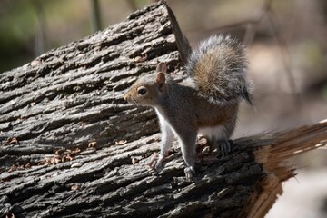Squirrels