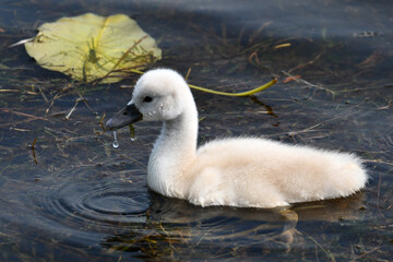 Baby cygnet Mute swan swimming on lake