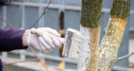 a male farmer covers a tree trunk with protective white paint against pests.