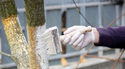 a male farmer covers a tree trunk with protective white paint against pests. © Anna