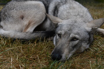 Loup