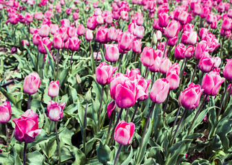 pink tulips in the garden