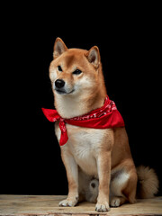 dog in red bandana. Scarf around the neck. Charming Shiba Inu on a black background. Pet in the studio