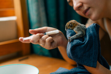 a baby squirrel drinking milk from a syringe. hand feeding a baby squirrel