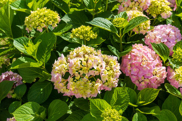 Pink Hydrangea macrophylla, commonly referred to as bigleaf hydrangea, is one of the most popular landscape shrubs owing to its large mophead flowers.