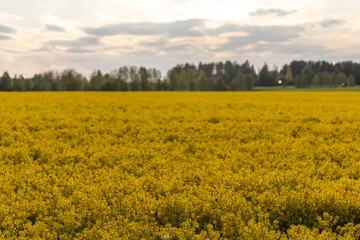Obraz premium Skelleftea, Sweden A yellow field of rape seed plants.