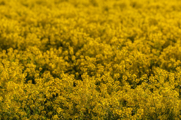 Skelleftea, Sweden A yellow field of rape seed plants.