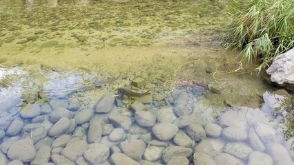 The Fish in the River 2