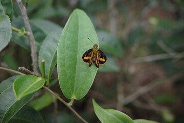 butterfly on leaf