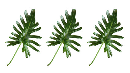 Set three leaf of philodendron xanadu isolated on white background for design or decoration...