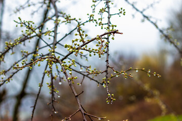 The fruit trees blossom and rain brings new life to nature.