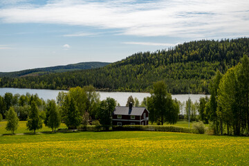 Obraz premium Norsjö, Sweden A picturesque view of a lake, a barn, a mountain, and a field of yellow dandelions in the summer.