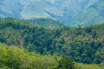 Forest Mountain View