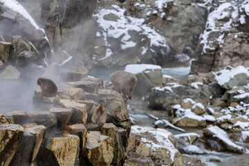 Japanese Snow monkey family,Jigokudani Monkey Park, Nagano, Japan
