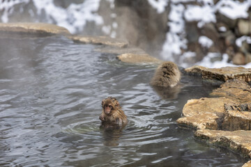 Japanese Snow monkey family,Jigokudani Monkey Park, Nagano, Japan
