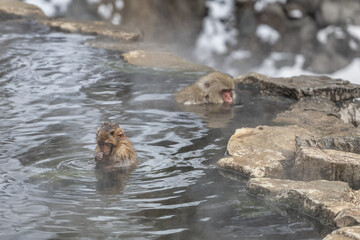 Fototapeta premium Japanese Snow monkey family,Jigokudani Monkey Park, Nagano, Japan 