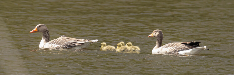 Greylag goose with goslings