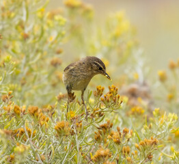 Canary islands chiffchaff 