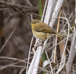 Canary Islands chiffchaff (juvenile)