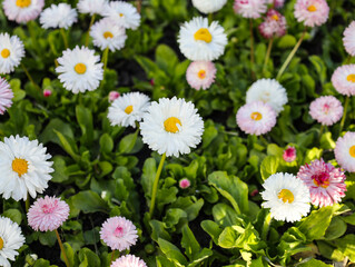 Obraz premium Beautiful meadow in springtime full of flowering white and pink common daisies on green grass. Daisy lawn. Blooming seedlings bunch with bright green leaves and pink flowerheads grow in garden