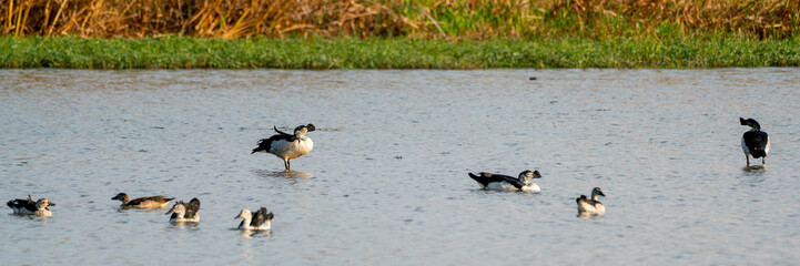 Group of white and black color duck walk in pond or water resirvior and look relax in evening time with soft light.