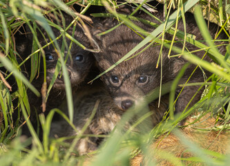 Raccoon dog cubs