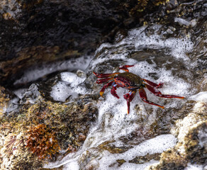 Red rock crab