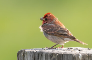Common rosefinch