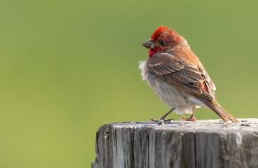 Common rosefinch