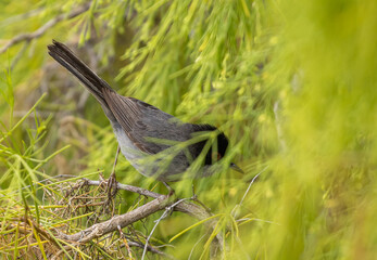 Sardinian warbler