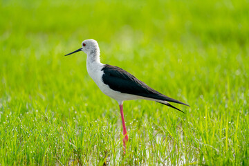 One black-winged stilt bird stand in  swamp and grass field alone to look for food in water in area of southern part in Thailand.