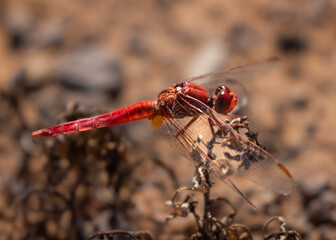 Scarlet darter dragonfly (male)