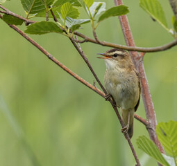 Sedge warbler