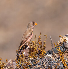 Trumpeter finch (male)