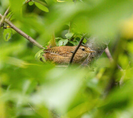 Wren hiding in green foliage