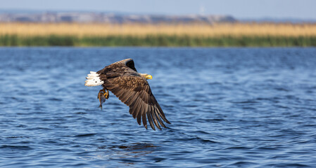 White-tailed eagle